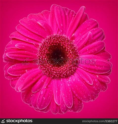 bright pink Gerber Daisy on pink background