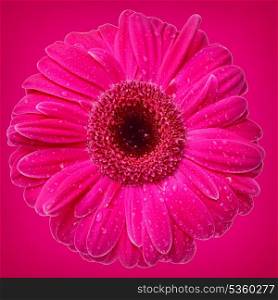 bright pink Gerber Daisy on pink background