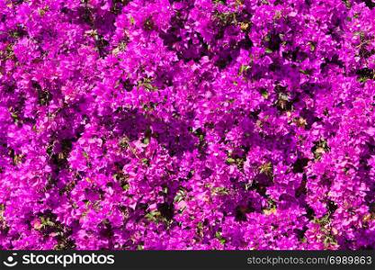 Bright pink magenta bougainvillea flowers as a floral background. Bougainvillea flowers texture and background.