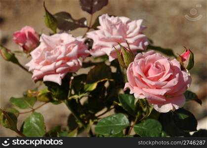 bright pink roses on a small home garden