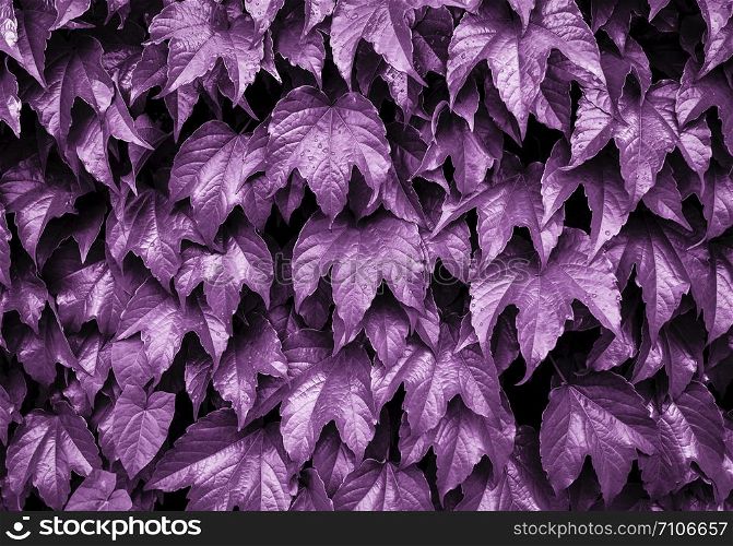 Bright purple colored ivy natural background. Ivy leaves on the wall. Natural background. Mock up. Copy space. Bright purple colored ivy natural background. Ivy leaves on the wall. Natural background. Mock up.
