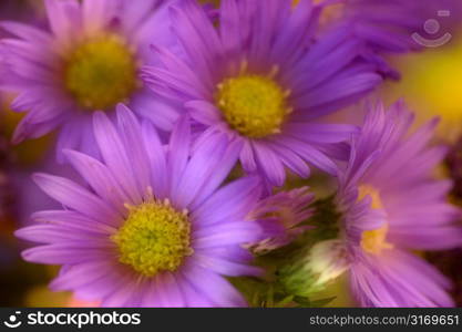 Bright Purple Daisies