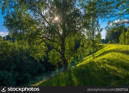 Bright rays of the sun in the green leaves of a large birch tree on a Sunny summer evening.