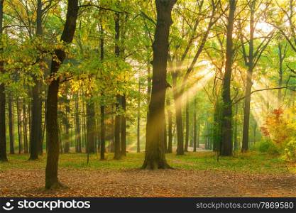 bright rays of the sun in the morning empty forest