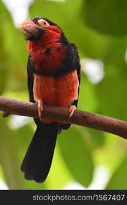 Bright red and black bearded barbet sitting in a tree.