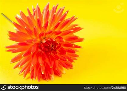 Bright red dahlia flower on a yellow background. Summer minimalistic concept, place for text.. Bright red dahlia flower on yellow background. Summer minimalistic concept, place for text.