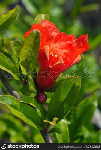 Bright red flower of the ferine pomegranate