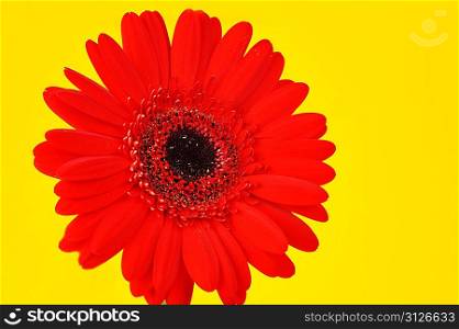 bright red flower on yellow background