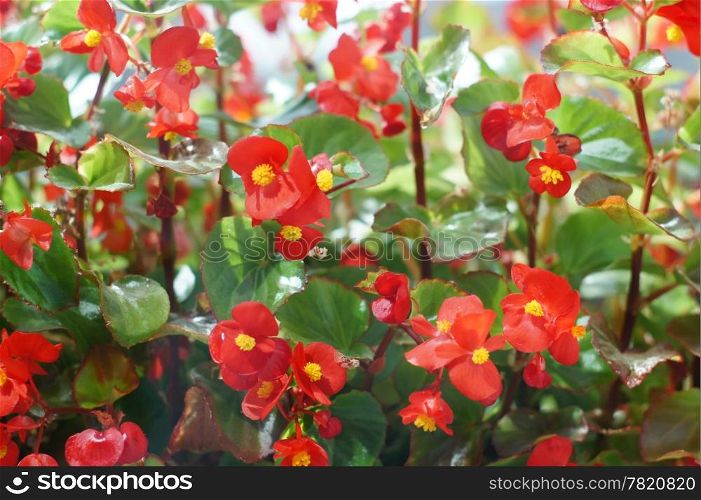 bright red flowers of begonia close-up background. begonia flowers