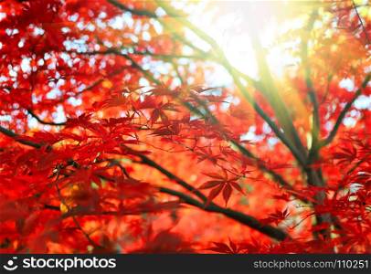 Bright red Japanese maple or Acer palmatum leaves and sunlight on the autumn garden