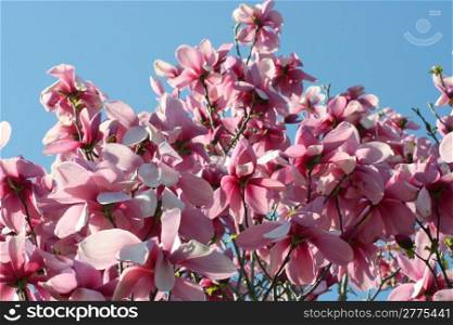 Bright red magnolia tree in full bloom