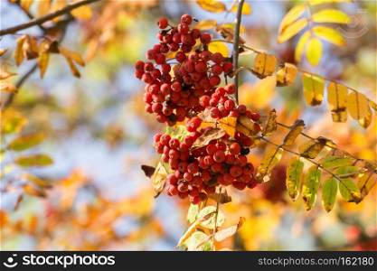 Bright red mountain ash berries on a branch in autumn.