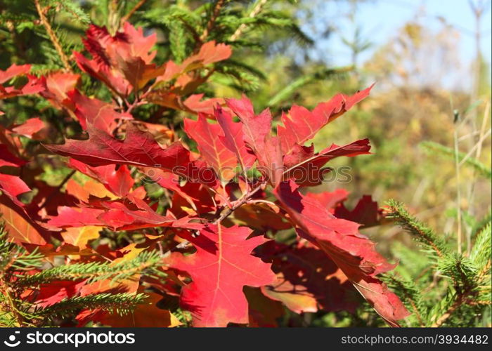 Bright red oak leaves on the background of fir tree branches in autumn season