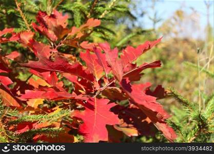 Bright red oak leaves on the background of fir tree branches in autumn season
