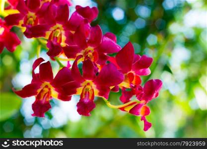 bright red orchids from National Garden ; focus on front flower