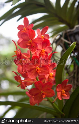 Bright Red Orchids with green leaves background