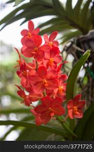 Bright Red Orchids with green leaves background