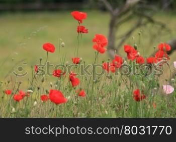 Bright red poppies growing in a field