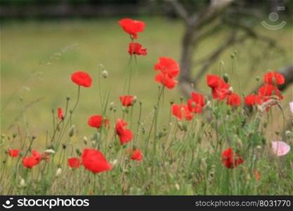 Bright red poppies growing in a field