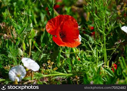 Bright red poppies on a background of green grass.