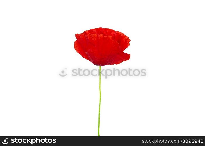 Bright red Poppy flower head isolated on white background. Remembrance Day. Bright red Poppy flower head isolated on white background. Remembrance Day.