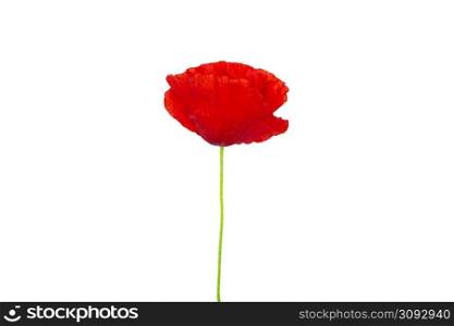 Bright red Poppy flower head isolated on white background. Remembrance Day. Bright red Poppy flower head isolated on white background. Remembrance Day.