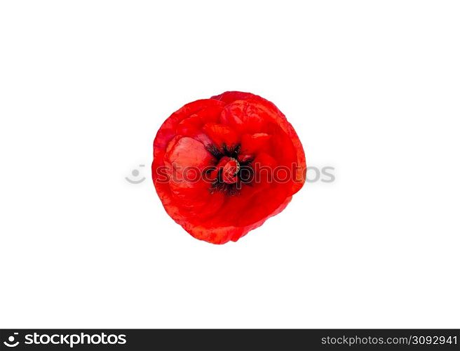 Bright red Poppy flower head isolated on white background. Remembrance Day. Top view.. Bright red Poppy flower head isolated on white background. Remembrance Day. Top view