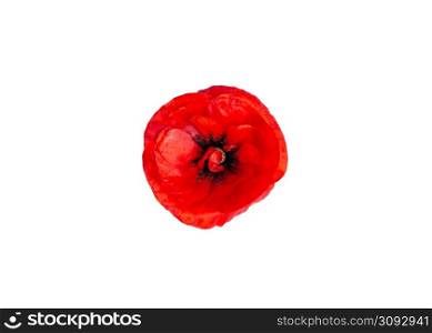 Bright red Poppy flower head isolated on white background. Remembrance Day. Top view.. Bright red Poppy flower head isolated on white background. Remembrance Day. Top view