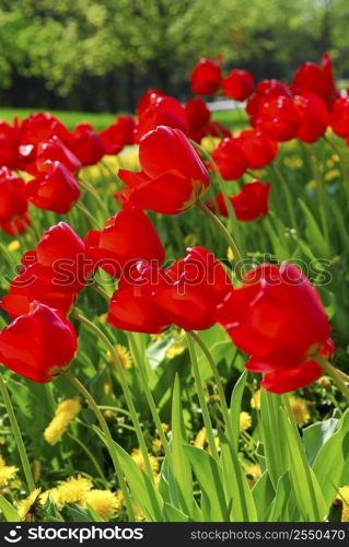 Bright red tulips blooming in a spring garden