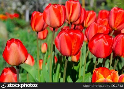 Bright red tulips in the flowerbed in spring.