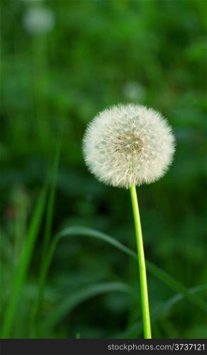 Bright ripe dandelion on a background of green grass