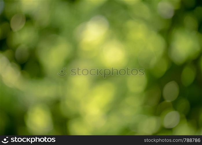 Bright round natural light bokeh on vivid green emerald leaves color background. Bright round light bokeh on vivid green emerald color background
