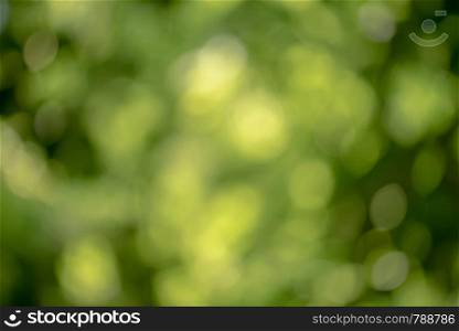 Bright round natural light bokeh on vivid green emerald leaves color background. Bright round light bokeh on vivid green emerald color background