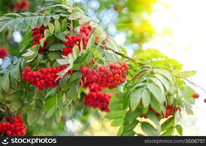 Bright rowan berries with leafs on a tree