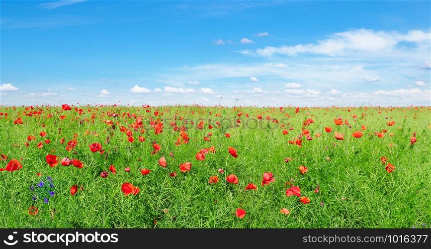 Bright scarlet poppies on the background of green rapeseed and blue sky. Wide photo.