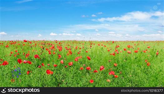 Bright scarlet poppies on the background of green rapeseed and blue sky. Wide photo.
