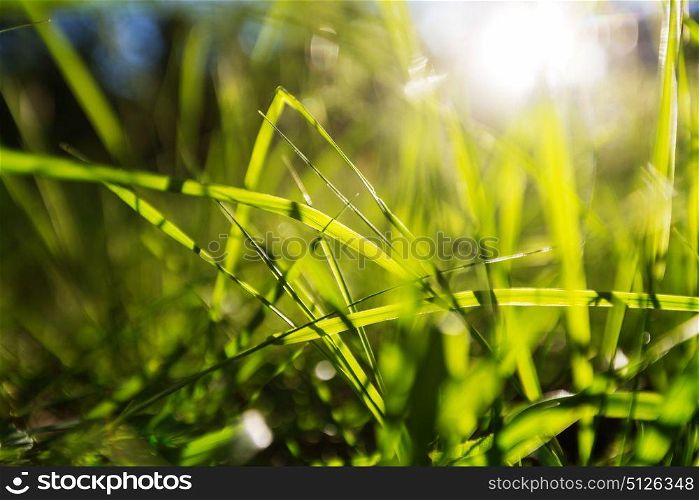Bright spring green grass field