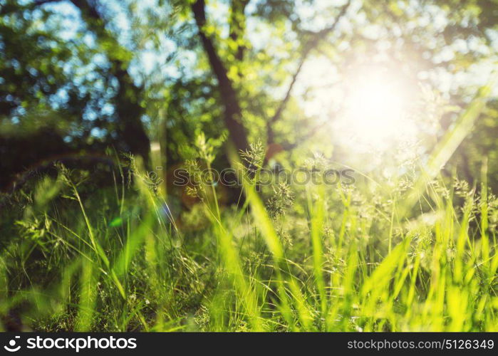 Bright spring green grass field