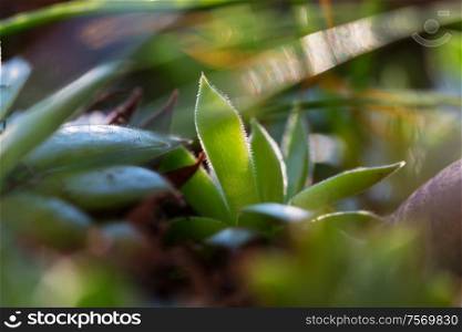 Bright spring green grass field. Flowers leaves in tropical garden.