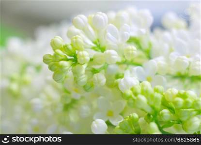 Bright spring romantic mood flower background with copyspace. White fresh fragile bloom. Blossoming flowers closeup. Clean delicate gentle flora macro image