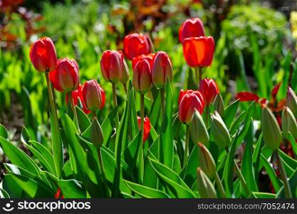 Bright spring tulips on a flower bed in a park.