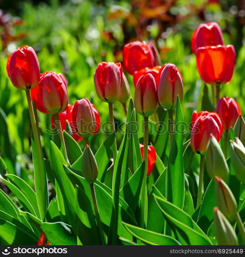 Bright spring tulips on a flower bed in park.