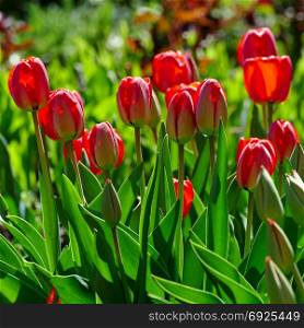 Bright spring tulips on a flower bed in park.