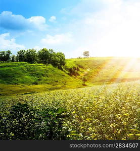 Bright summer afternoon. Abstract natural backgrounds