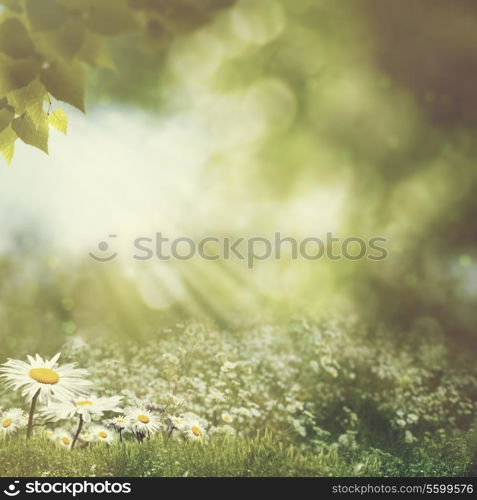 bright summer afternoon in the forest. natural backgrounds with faded colors