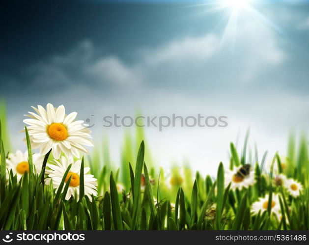 Bright summer afternoon. Natural backgrounds