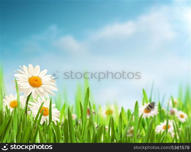 Bright summer afternoon. Natural backgrounds with beauty daisy flowers