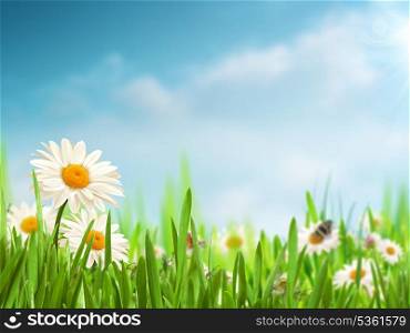 Bright summer afternoon. Natural backgrounds with beauty daisy flowers