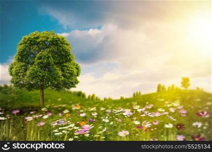 Bright summer afternoon on the meadow. Natural backgrounds