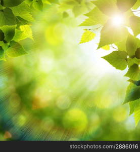 Bright summer day in the forest, environmental backgrounds